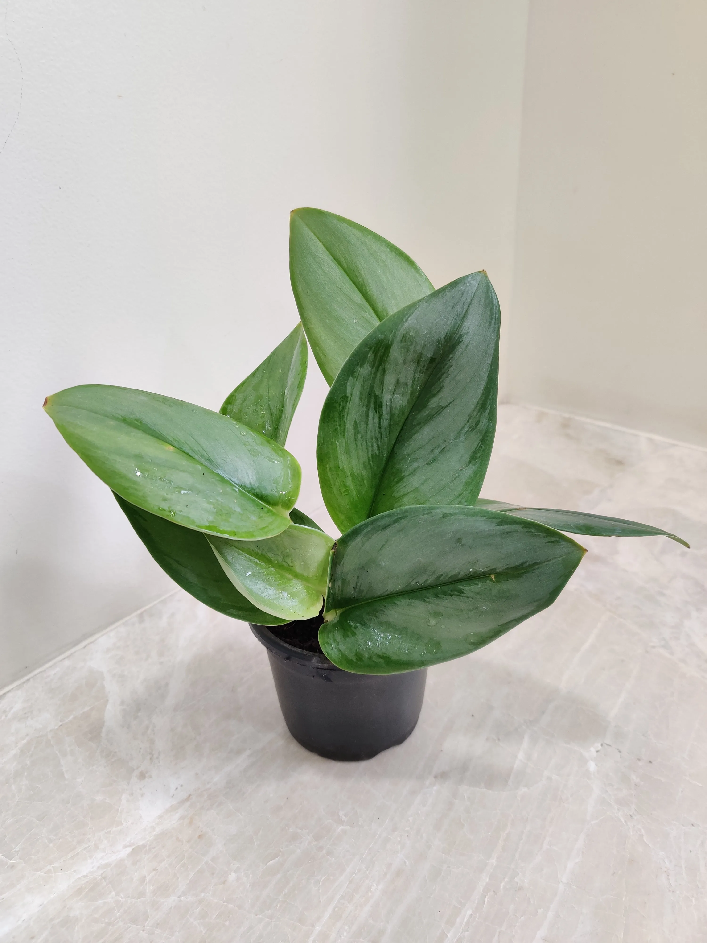 Moonlight Scindapsus Plant