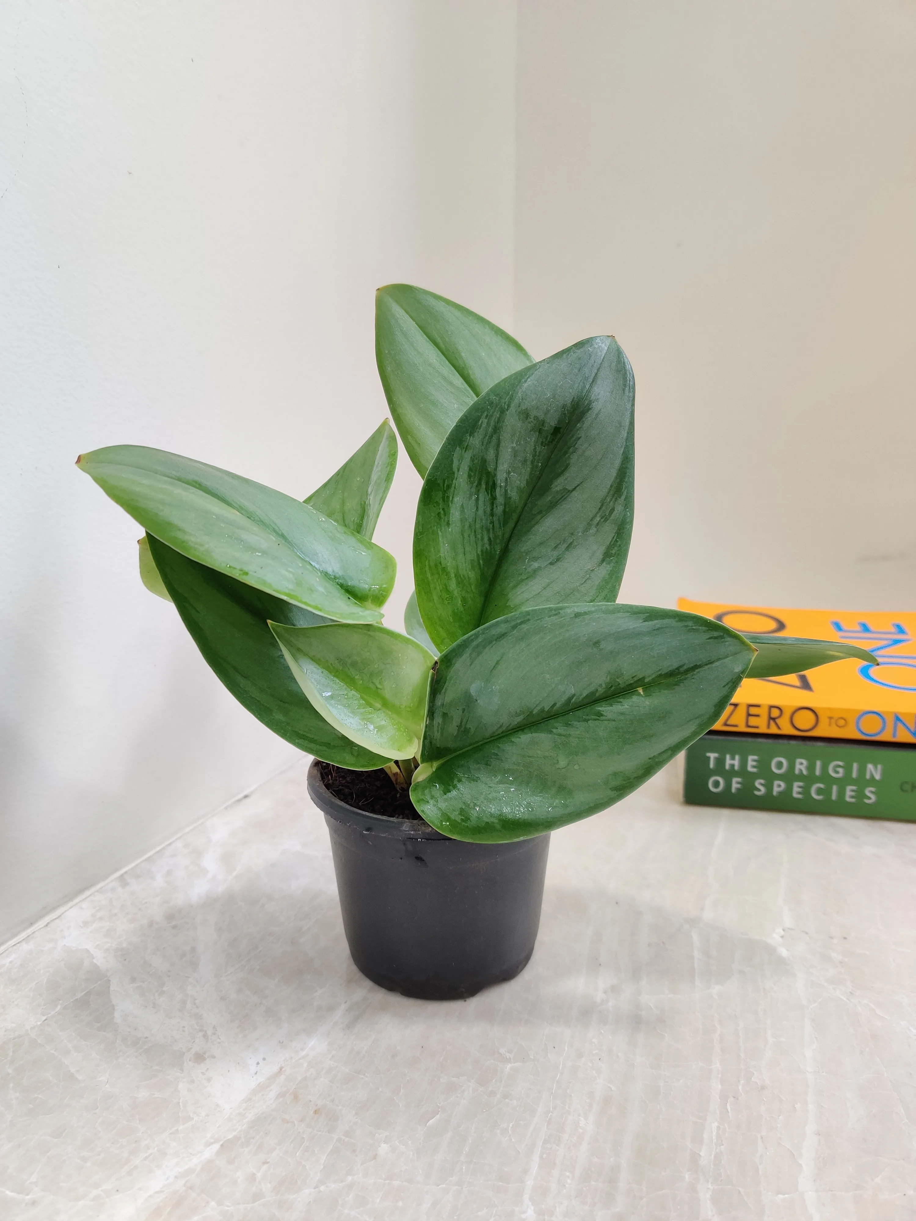 Moonlight Scindapsus Plant
