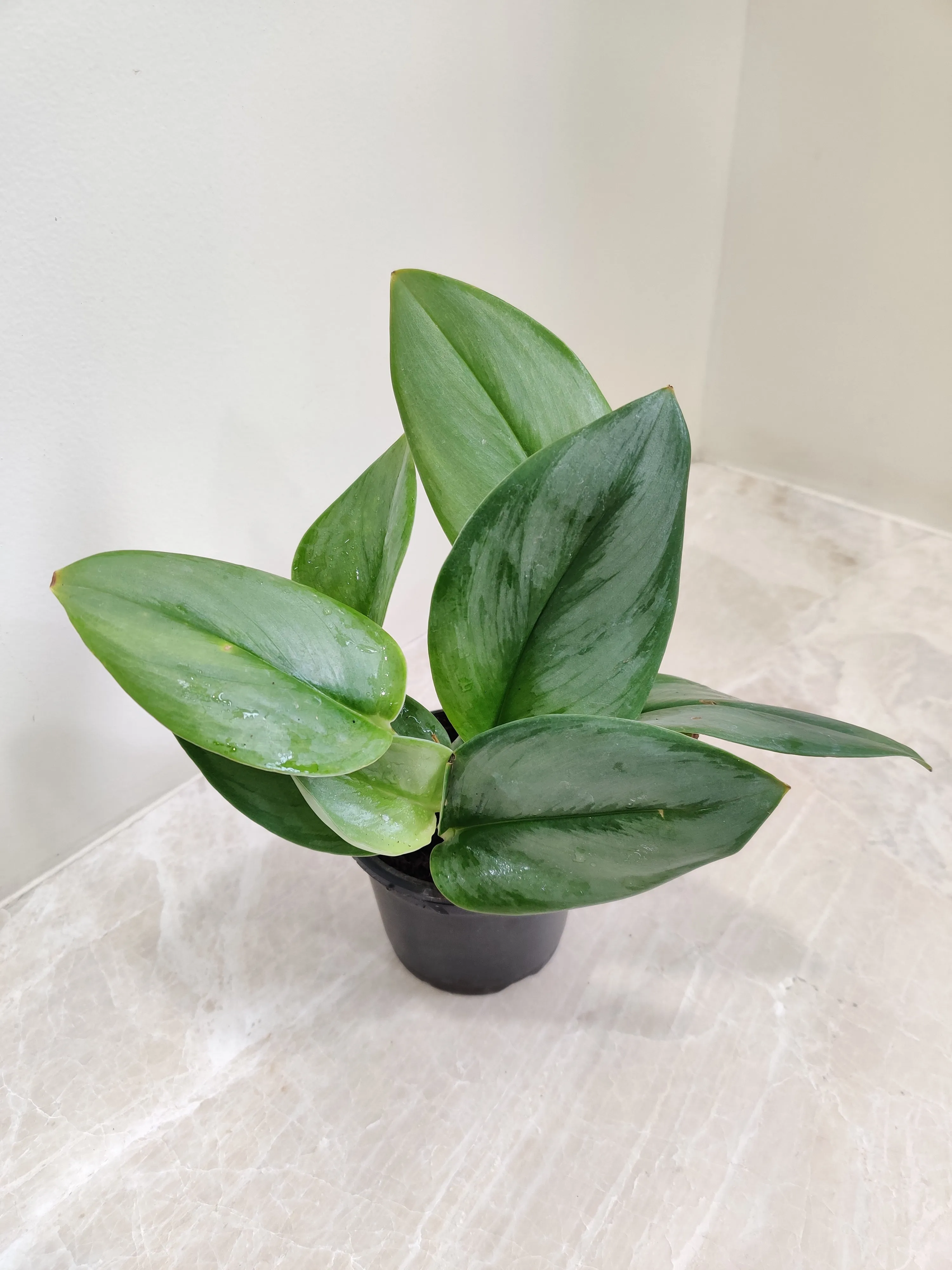Moonlight Scindapsus Plant