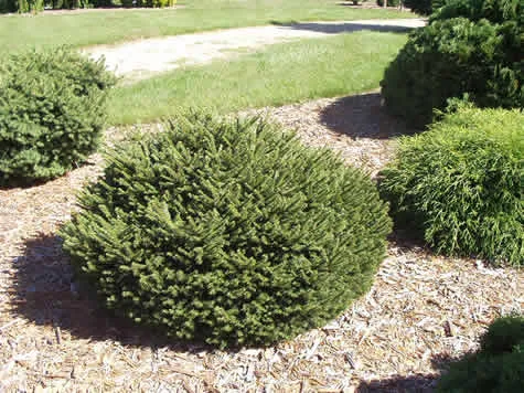 Picea abies Pumila #3