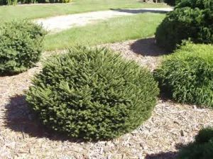 Picea abies Pumila #3