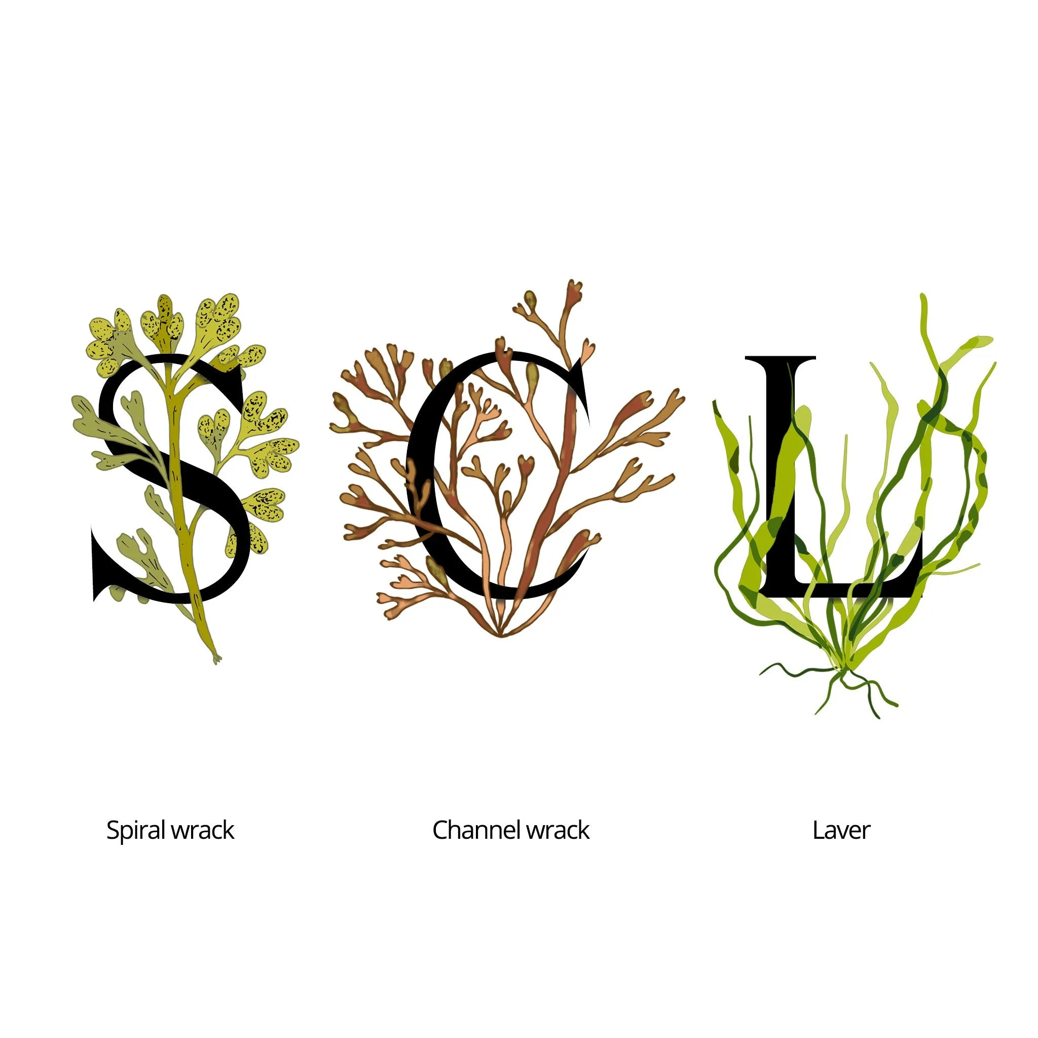 SEAWEED ORGANICS Upper Seaweed Balancing Water Essence